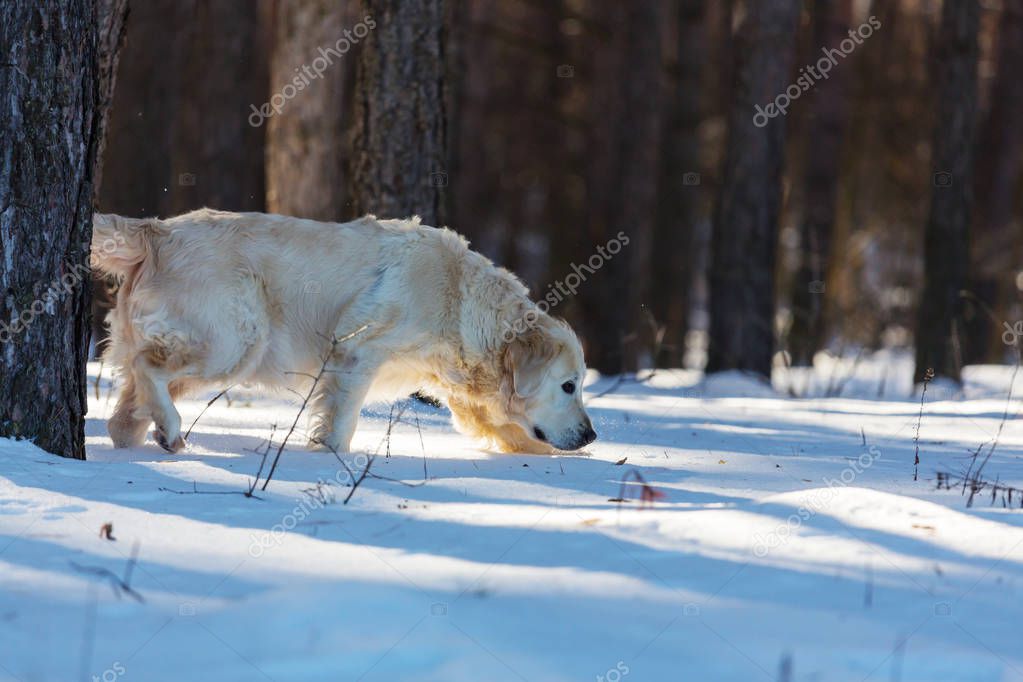 kamchatka