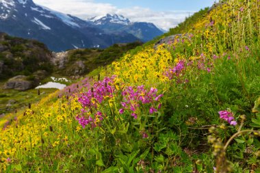 Güneşli bir gün dağ çayır 