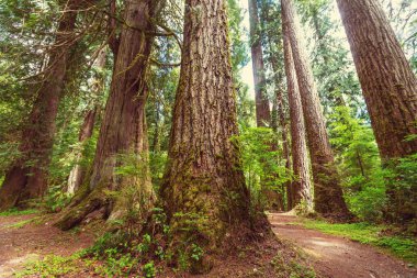 Muhteşem yağmur ormanı içinde olimpik Milli Parkı