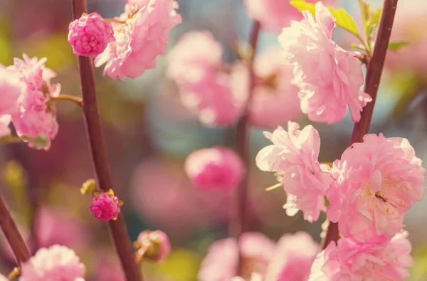 Almond tree pink flowers — Stock Photo, Image