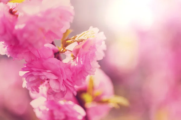 Almendro rosa flores — Foto de Stock