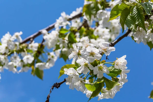 Flowers of the tree blossoming — Stock Photo, Image