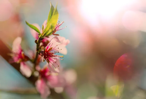 Flowers of the tree blossoming — Stock Photo, Image