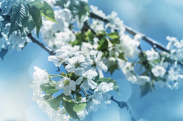 Flowers of the tree blossoming — Stock Photo, Image