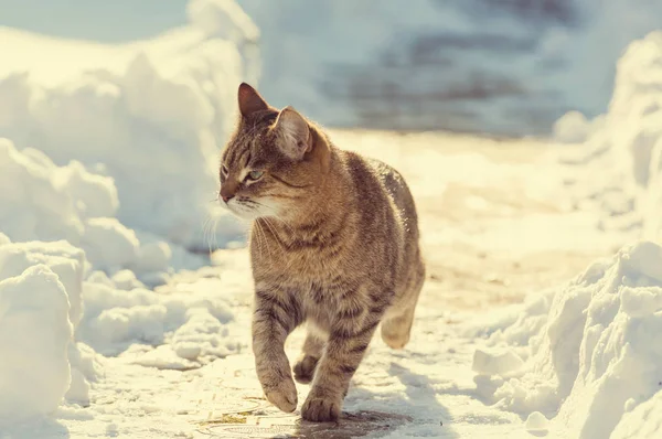 Graziosa tabby gatto — Foto Stock