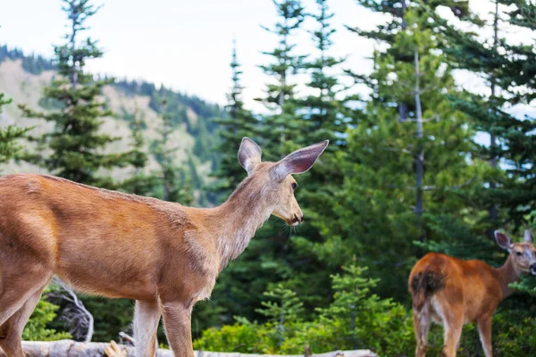 Cerfs dans la forêt verte — Photo