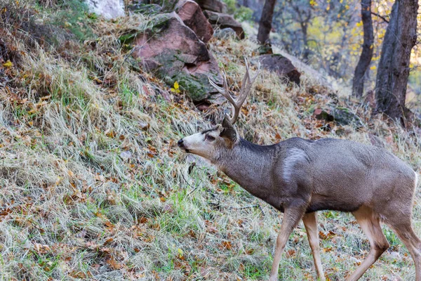 Le wapiti sauvage broutant sur une prairie — Photo