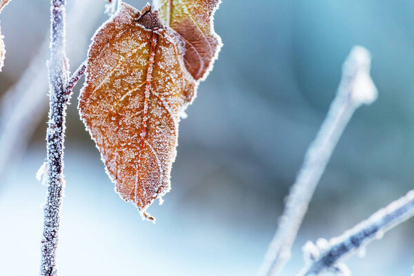 close-up of frozen leaves