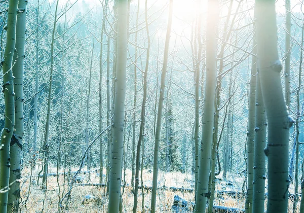 Forêt pittoresque couverte de neige — Photo