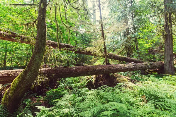 Forêt pluviale à végétation dense — Photo