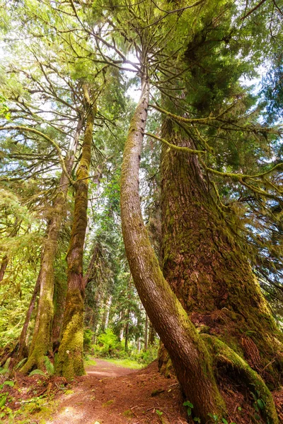 Märchenhafter Regenwald im olympischen Nationalpark — Stockfoto