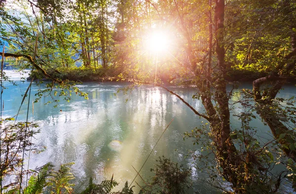 Ποτάμι στο δάσος στην Ανατολή του ηλίου — Φωτογραφία Αρχείου