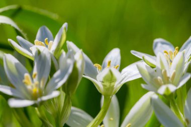 Kardelen bahar sezonu