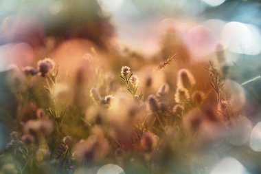 Çayır'ın güneşli günde