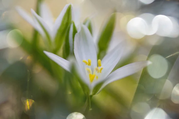 Sneeuwklokjes in lente seizoen — Stockfoto