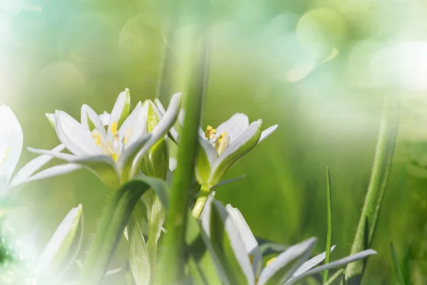 Gotas de neve na primavera — Fotografia de Stock