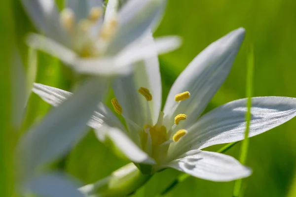 雪花莲在春暖花开的季节 — 图库照片