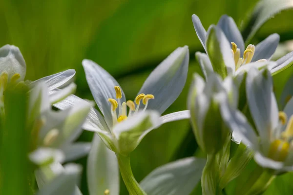 Sneeuwklokjes in lente seizoen — Stockfoto