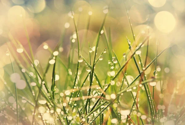 Wet grass close up — Stock Photo, Image