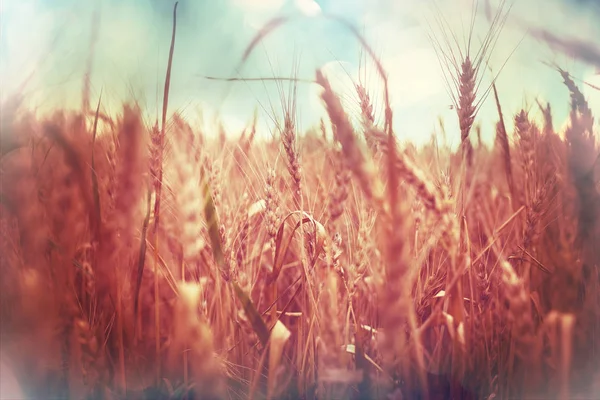 Campo de trigo, close up shot — Fotografia de Stock