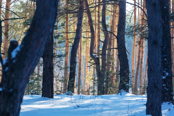 Сценический заснеженный лес — стоковое фото