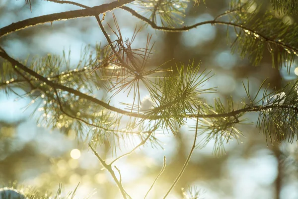 Natursköna snöklädda skogen — Stockfoto