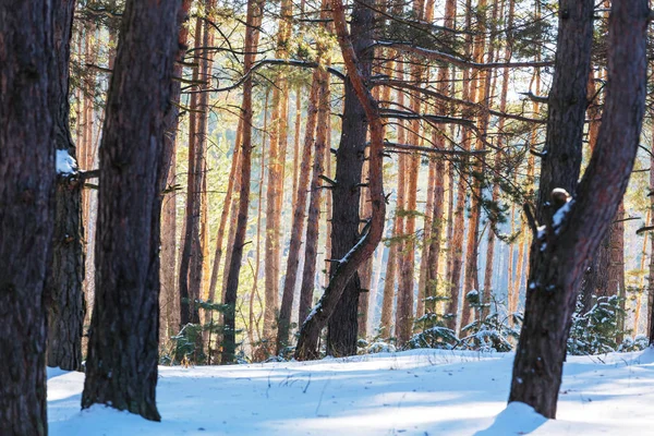 Bosque cubierto de nieve escénico — Foto de Stock