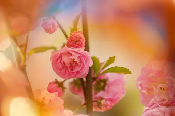 Almendro rosa flores —  Fotos de Stock