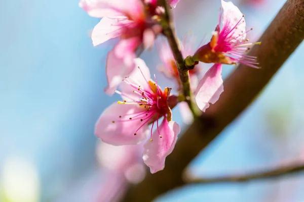 Flores da árvore florescendo — Fotografia de Stock