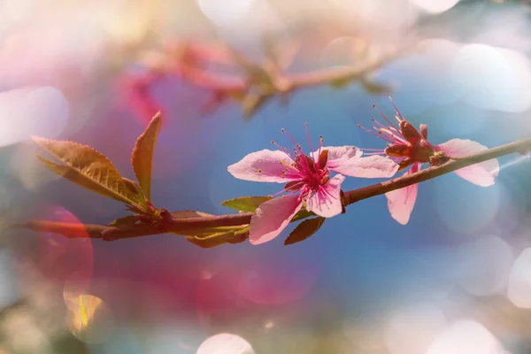 树上盛开的花朵 — 图库照片