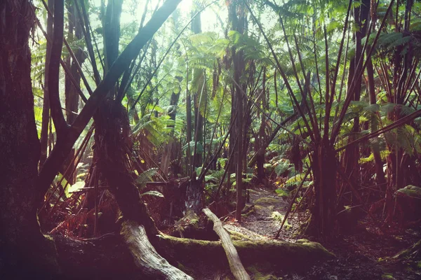 Selva en Hawai, en la niebla —  Fotos de Stock