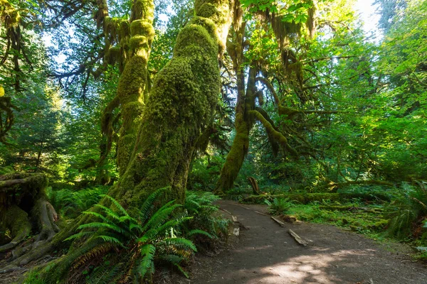 Prachtige regenwoud in Olympic National Park — Stockfoto