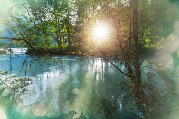 Río en el bosque al amanecer —  Fotos de Stock