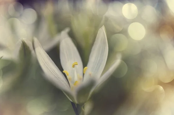 Gouttes de neige au printemps — Photo