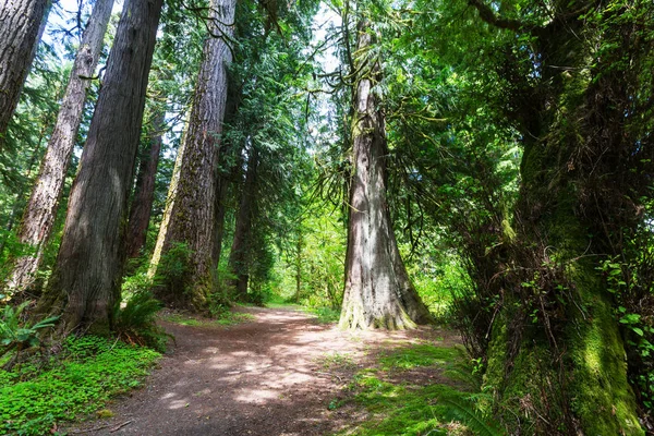 Märchenhafter Regenwald im olympischen Nationalpark — Stockfoto