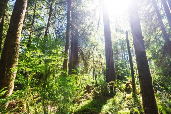 Skvělé deštný prales v Olympijském národním parku — Stock fotografie