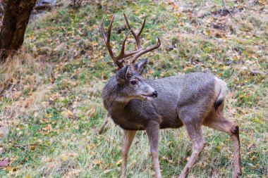 Vahşi elks bir çayır üzerinde otlatma