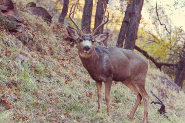 Vahşi elks bir çayır üzerinde otlatma