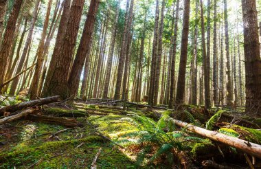 Yağmur ormanlarında Vancouver Adası