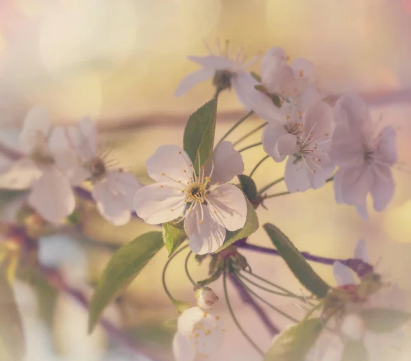 Flores da cereja que floresce — Fotografia de Stock