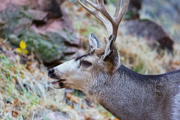 Vahşi elks bir çayır üzerinde otlatma — Stok fotoğraf