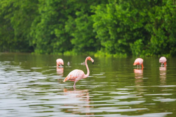 Mexičtí plameňáci se brodí v laguně — Stock fotografie