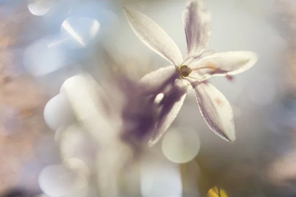 Крупним планом знімок красивої квітки — стокове фото
