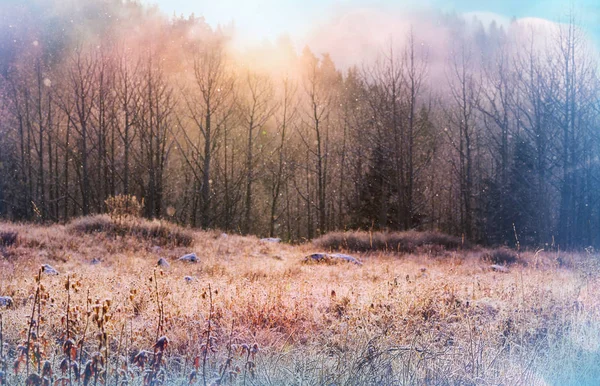 魔法雾气弥漫的森林 — 图库照片
