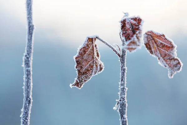 Folhas congeladas perto — Fotografia de Stock