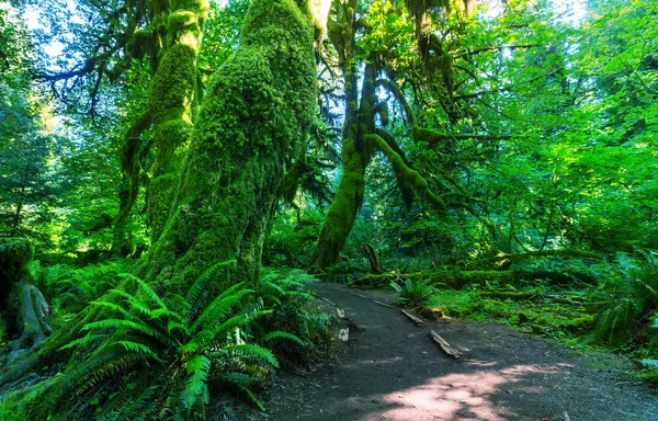 Favolosa foresta pluviale nel Parco Nazionale Olimpico — Foto Stock