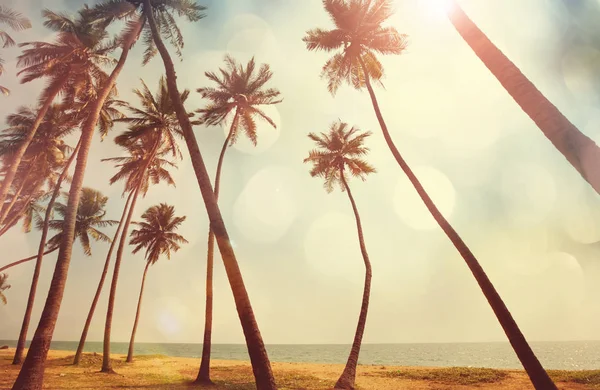 Serenità spiaggia tropicale — Foto Stock