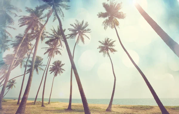 Serenità spiaggia tropicale — Foto Stock