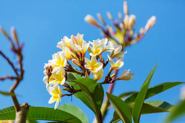 Tropikalne kwiaty z bliska — Zdjęcie stockowe