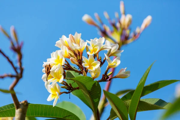 Flores tropicais fechar — Fotografia de Stock